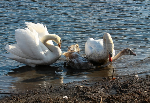 CIGNO REALE (Adulto scaccia giovane rivale) - Mute Swan - Cygnus olor - Luogo: Oasi Alberone (BG) - Autore: Alvaro 
