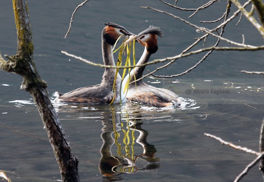 SVASSO MAGGIORE "Parata nuziale" - Great Crested Grebe - Podiceps cristatus - Luogo: Parco della Valle del Ticino - Golasecca (VA) - Autore: Alvaro 