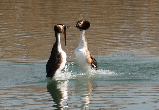 SVASSO MAGGIORE "Parata nuziale" - Great Crested Grebe - Podiceps cristatus - Luogo: Parco della Valle del Ticino - Golasecca (VA) - Autore: Alvaro 