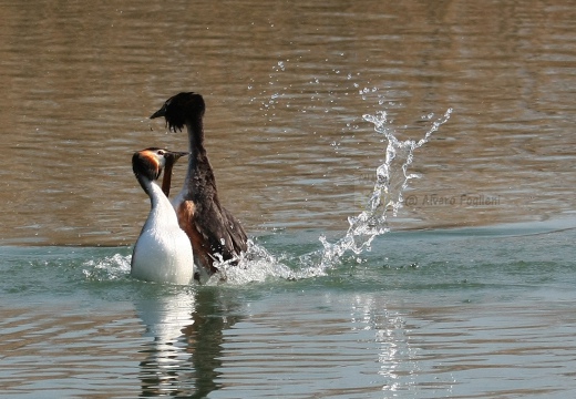 SVASSO MAGGIORE "Parata nuziale" - Great Crested Grebe - Podiceps cristatus - Luogo: Parco della Valle del Ticino - Golasecca (VA) - Autore: Alvaro 