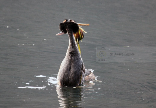 SVASSO MAGGIORE "Parata nuziale" - Great Crested Grebe - Podiceps cristatus - Luogo: Parco della Valle del Ticino - Golasecca (VA) - Autore: Alvaro 