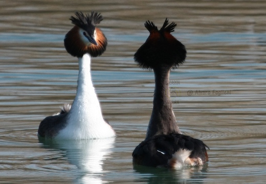 SVASSO MAGGIORE "Parata nuziale" - Great Crested Grebe - Podiceps cristatus - Luogo: Parco della Valle del Ticino - Golasecca (VA) - Autore: Alvaro 