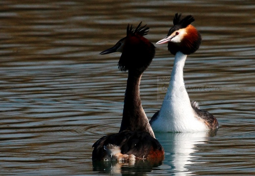 SVASSO MAGGIORE "Parata nuziale" - Great Crested Grebe - Podiceps cristatus - Luogo: Parco della Valle del Ticino - Golasecca (VA) - Autore: Alvaro 