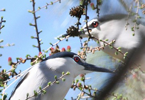 NITTICORA - Night Heron - Nycticorax nycticorax - Luogo: Vespolate (NO) - Autore: Alvaro 