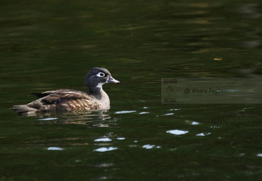 ANATRA MANDARINA - Mandarin duck - Aix galericulata - Luogo: Lago di Como - Gera Lario (CO) - Autore: Alvaro