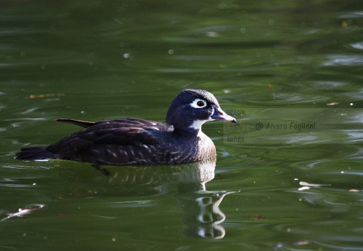 ANATRA MANDARINA - Mandarin duck - Aix galericulata - Luogo: Lago di Como - Gera Lario (CO) - Autore: Alvaro