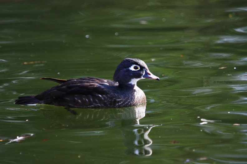 ANATRA MANDARINA - Mandarin duck - Aix galericulata - Luogo: Lago di Como - Gera Lario (CO) - Autore: Alvaro