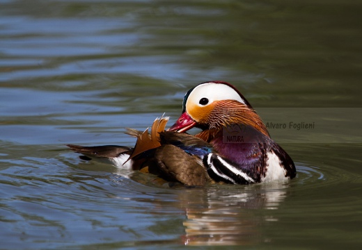 ANATRA MANDARINA - Mandarin duck - Aix galericulata - Luogo: Lago di Como - Gera Lario (CO) - Autore: Alvaro