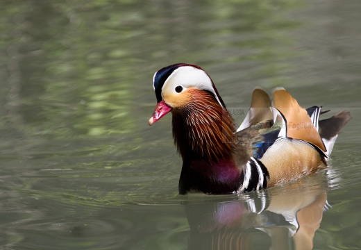 ANATRA MANDARINA - Mandarin duck - Aix galericulata - Luogo: Lago di Como - Gera Lario (CO) - Autore: Alvaro