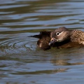 ANATRA MANDARINA - Mandarin duck - Aix galericulata - Luogo: Lago di Como - Gera Lario (CO) - Autore: Alvaro