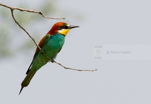 GRUCCIONE - Bee-eater - Merops apiaster - Luogo: Castelletto di Branduzzo (PV) - Autore: Alvaro 