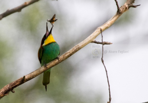 GRUCCIONE - Bee-eater - Merops apiaster - Luogo: Torrente Agogna nei pressi di Vespolate (NO) - Autore: Alvaro 