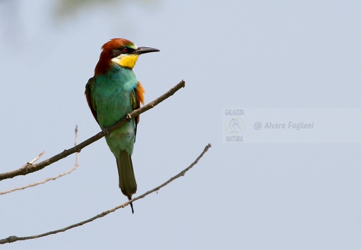 GRUCCIONE - Bee-eater - Merops apiaster - Luogo: Castelletto di Branduzzo (PV) - Autore: Alvaro 