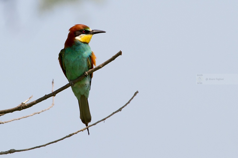 GRUCCIONE - Bee-eater - Merops apiaster - Luogo: Castelletto di Branduzzo (PV) - Autore: Alvaro 