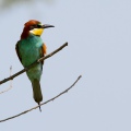 GRUCCIONE - Bee-eater - Merops apiaster - Luogo: Castelletto di Branduzzo (PV) - Autore: Alvaro 