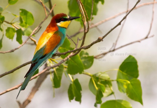 GRUCCIONE - Bee-eater - Merops apiaster - Luogo: Torrente Agogna nei pressi di Vespolate (NO) - Autore: Alvaro 