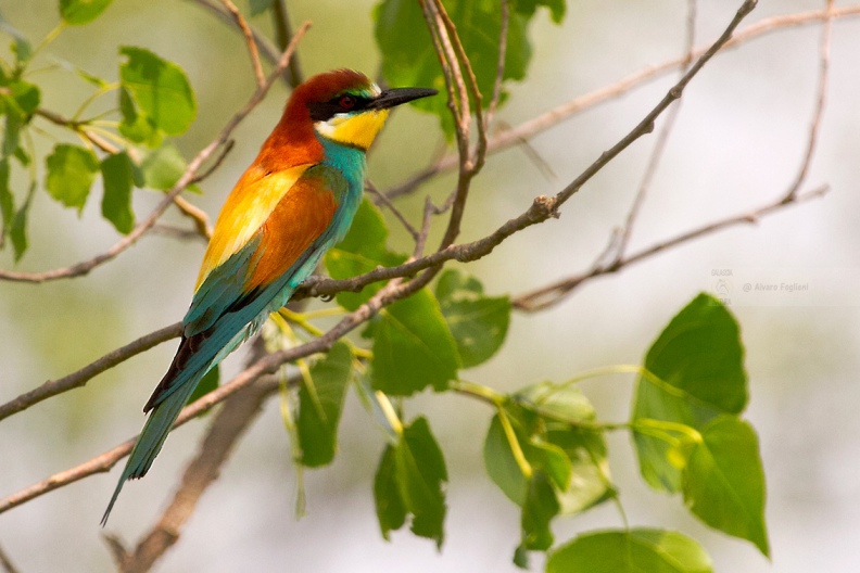 GRUCCIONE - Bee-eater - Merops apiaster - Luogo: Torrente Agogna nei pressi di Vespolate (NO) - Autore: Alvaro 