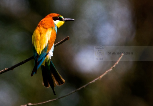 GRUCCIONE - Bee-eater - Merops apiaster - Luogo: Castelletto di Branduzzo (PV) - Autore: Alvaro 