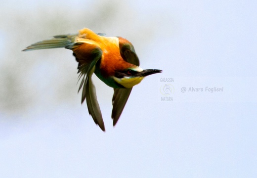 GRUCCIONE - Bee-eater - Merops apiaster - Luogo: Castelletto di Branduzzo (PV) - Autore: Alvaro 