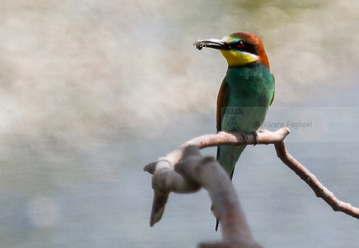 GRUCCIONE - Bee-eater - Merops apiaster - Luogo: Castelletto di Branduzzo (PV) - Autore: Alvaro 