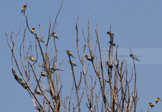 GRUCCIONE - Bee-eater - Merops apiaster - Luogo: Castelletto di Branduzzo (PV) - Autore: Alvaro 