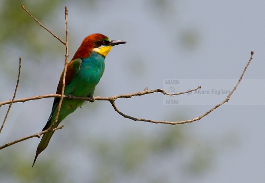 GRUCCIONE - Bee-eater - Merops apiaster - Luogo: Castelletto di Branduzzo (PV) - Autore: Alvaro 