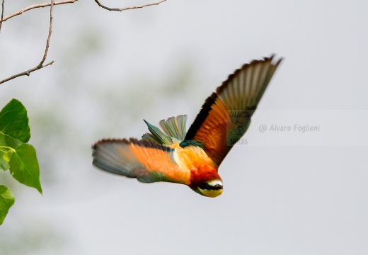 GRUCCIONE - Bee-eater - Merops apiaster - Luogo: Torrente Agogna nei pressi di Vespolate (NO) - Autore: Alvaro 