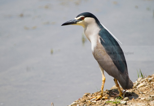 NITTICORA - Night Heron - Nycticorax nycticorax - Luogo: Risaie vercellesi - Località: Cascina Spinola (VC) - Autore: Alvaro 