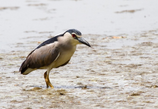 NITTICORA - Night Heron - Nycticorax nycticorax - Luogo: Risaie vercellesi - Località: Cascina Spinola (VC) - Autore: Alvaro 