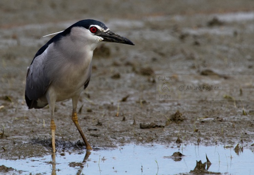 NITTICORA - Night Heron - Nycticorax nycticorax - Luogo: Risaie vercellesi - Località: Cascina Spinola (VC) - Autore: Alvaro 