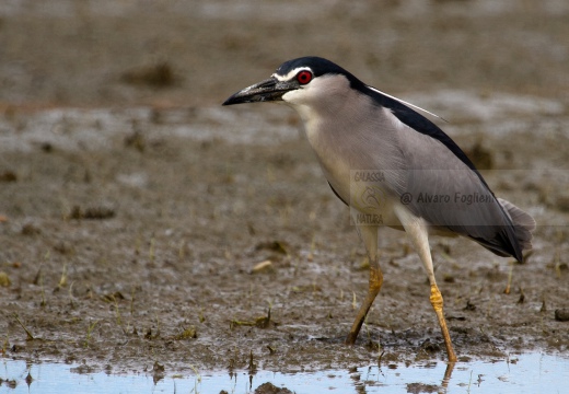 NITTICORA - Night Heron - Nycticorax nycticorax - Luogo: Risaie vercellesi - Località: Cascina Spinola (VC) - Autore: Alvaro 