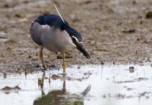 NITTICORA - Night Heron - Nycticorax nycticorax - Luogo: Risaie vercellesi - Località: Cascina Spinola (VC) - Autore: Alvaro 