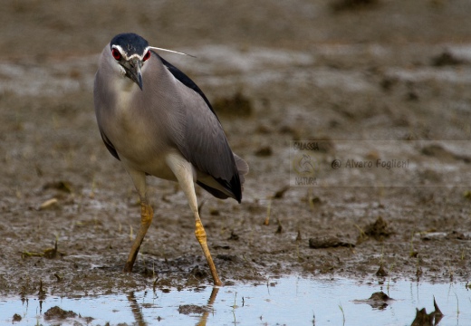 NITTICORA - Night Heron - Nycticorax nycticorax - Luogo: Risaie vercellesi - Località: Cascina Spinola (VC) - Autore: Alvaro 