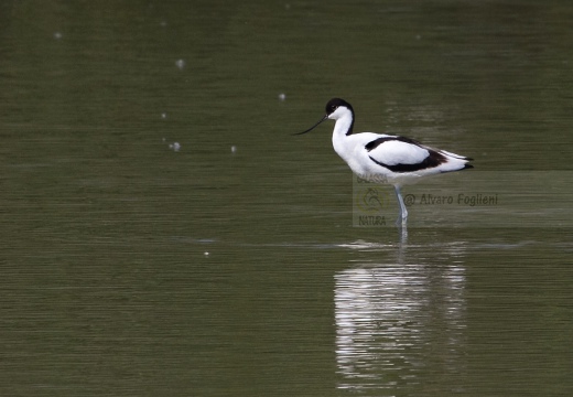 AVOCETTA - Avocet - Recurvirostra avosetta - Luogo: Oasi LIPU di Torrile (PR) - Autore: Alvaro 