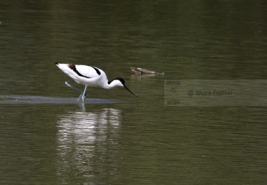 AVOCETTA - Avocet - Recurvirostra avosetta - Luogo: Oasi LIPU di Torrile (PR) - Autore: Alvaro 