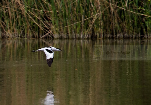 AVOCETTA - Avocet - Recurvirostra avosetta - Luogo: Oasi LIPU di Torrile (PR) - Autore: Alvaro 