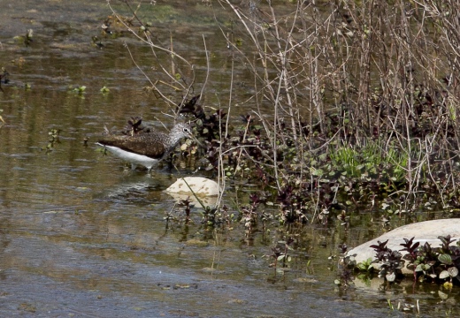  PIRO-PIRO CULBIANCO , Green Sandpiper, Tringa ochropus - Luogo: Risaie Vercellesi - Livorno Ferraris (VC) - Autore: Alvaro