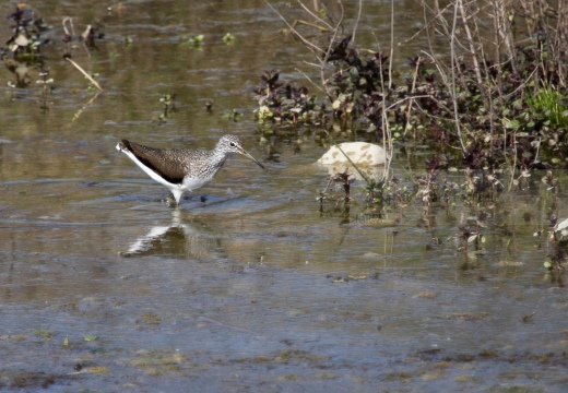 PIRO-PIRO CULBIANCO , Green Sandpiper, Tringa ochropus - Luogo: Risaie Vercellesi - Livorno Ferraris (VC) - Autore: Alvaro