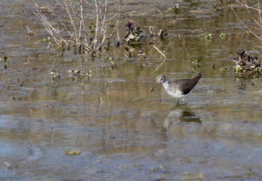  PIRO-PIRO CULBIANCO , Green Sandpiper, Tringa ochropus - Luogo: Risaie Vercellesi - Livorno Ferraris (VC) - Autore: Alvaro