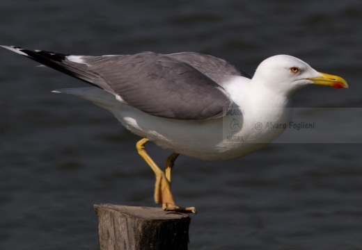 GABBIANO REALE; Yellow-legged Gull; Goéland leucophée; Larus michahellis  - Luogo: Valli di Comacchio (FE) - Autore: Alvaro 