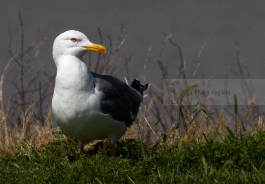 GABBIANO REALE, Yellow-legged Gull, Larus cachinnans - Luogo: Valli di Comacchio (FE) - Autore: Alvaro 