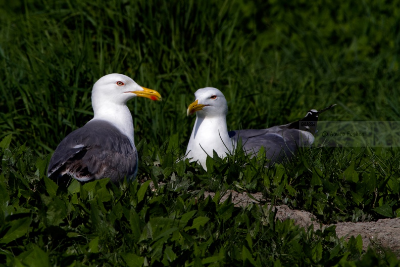 GABBIANO REALE, Yellow-legged Gull, Larus cachinnans - Luogo: Valli di Comacchio (FE) - Autore: Alvaro 