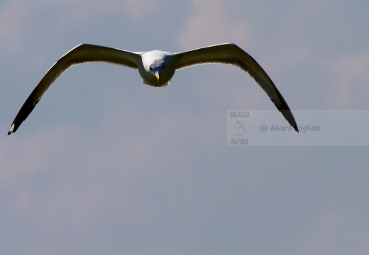 GABBIANO REALE; Yellow-legged Gull; Goéland leucophée; Larus michahellis  - Luogo: Valli di Comacchio (FE) - Autore: Alvaro 