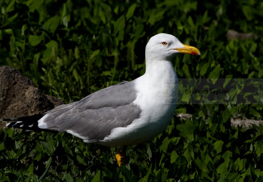 GABBIANO REALE, Yellow-legged Gull, Larus cachinnans - Luogo: Valli di Comacchio (FE) - Autore: Alvaro 