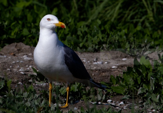 GABBIANO REALE, Yellow-legged Gull, Larus cachinnans - Luogo: Valli di Comacchio (FE) - Autore: Alvaro 