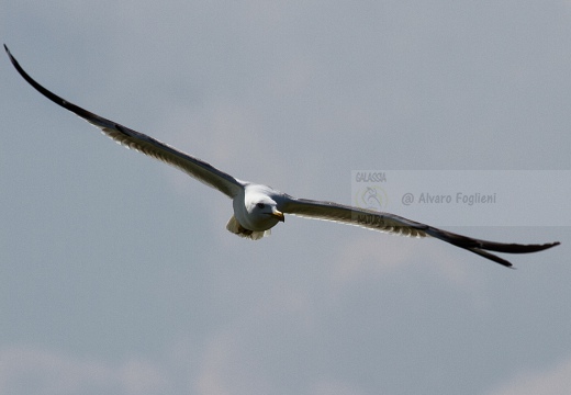 GABBIANO REALE; Yellow-legged Gull; Goéland leucophée; Larus michahellis  - Luogo: Valli di Comacchio (FE) - Autore: Alvaro 