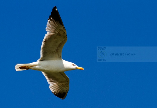 GABBIANO REALE; Yellow-legged Gull; Goéland leucophée; Larus michahellis  - Luogo: Valli di Comacchio (FE) - Autore: Alvaro 