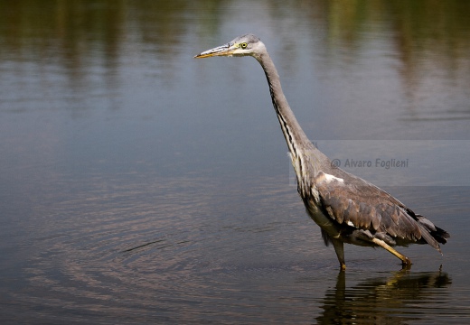 AIRONE CENERINO - Grey Heron - Ardea cinerea - Luogo: Oasi LIPU Torrile (PR) - Autore: Alvaro 