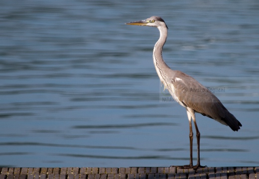 AIRONE CENERINO - Grey Heron - Ardea cinerea - Luogo: Risaie novaresi - Pernate (NO) - Autore: Alvaro