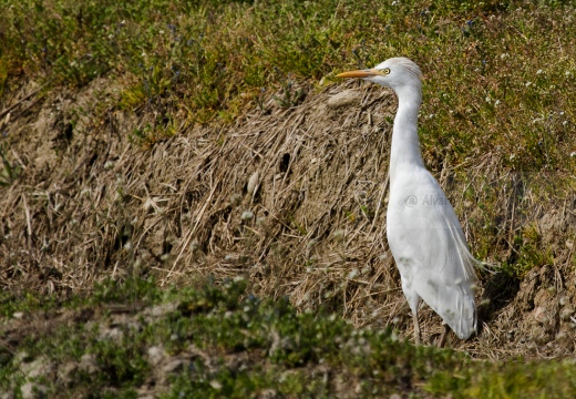 AIRONE GUARDABUOI, Cattle Egret, Bubulcus ibis - Luogo: Risaie vercellesi - Trino V.se (VC) - Autore: Alvaro 